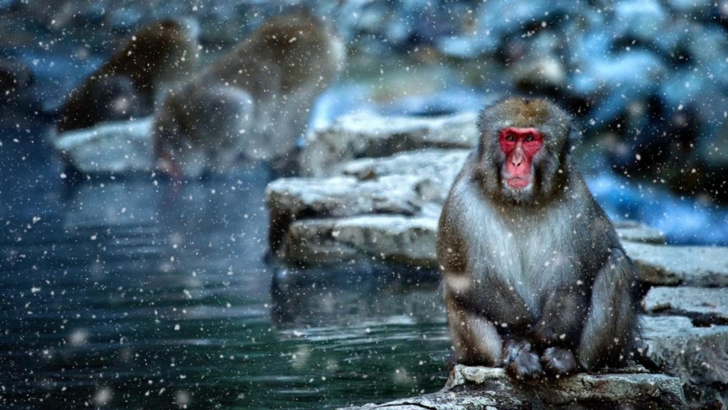 將面向鏡頭的雪猴放在右下角，其他雪猴放在左上角，正好是對角構圖的畫面。（圖片提供：馮敏如）