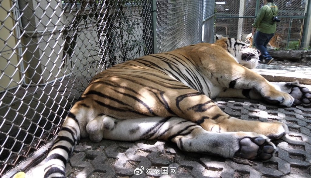 泰國清邁有兩動物園爆發犬瘟熱，12日已死72隻老虎。泰國網