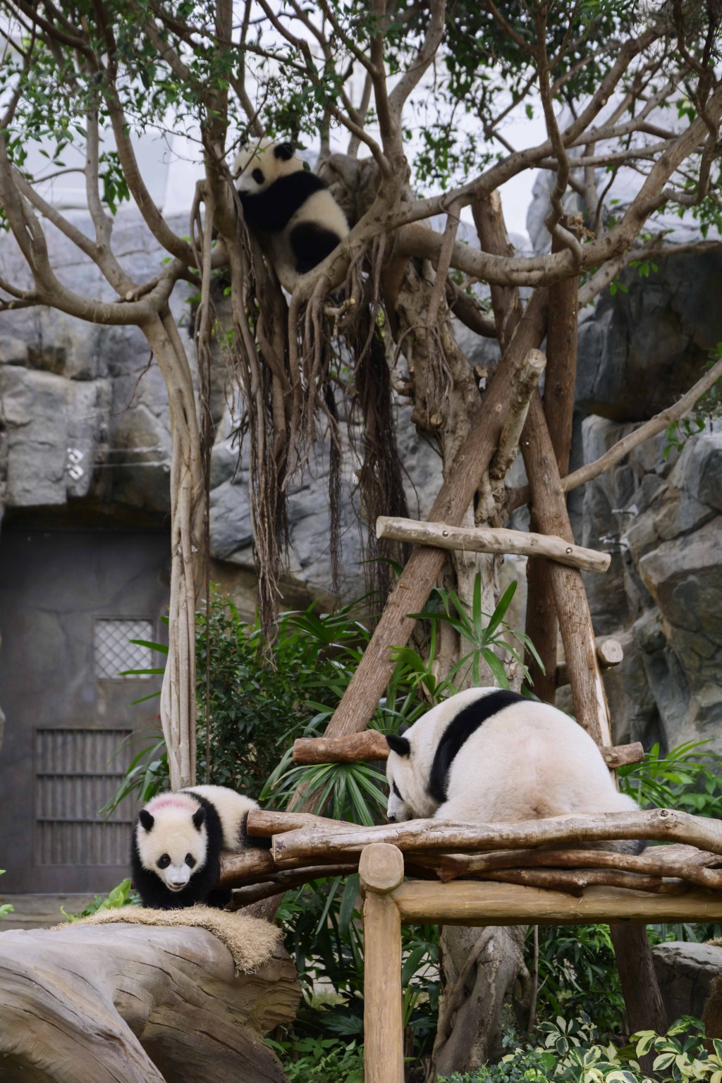 （圖片來源：海洋公園）