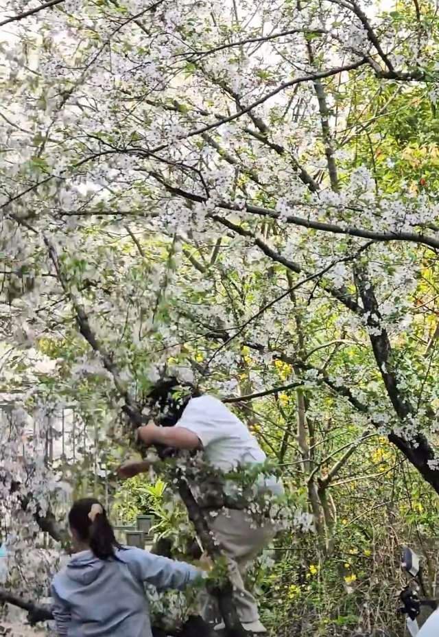 压断树干的一刻。大风新闻