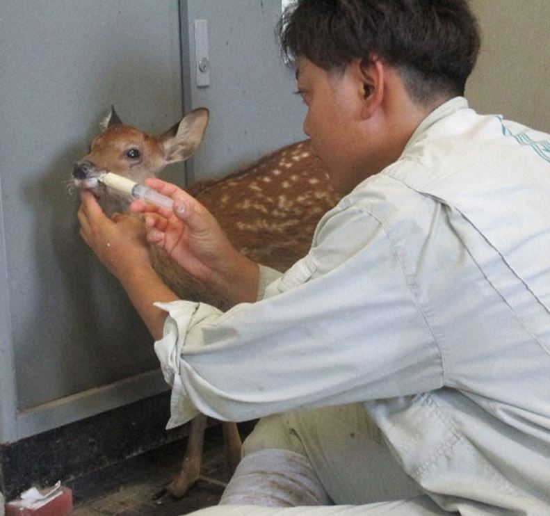调查指奈良鹿爱护会的设施环境不适当，令奈良鹿出现高死亡率。FB奈良鹿爱护会