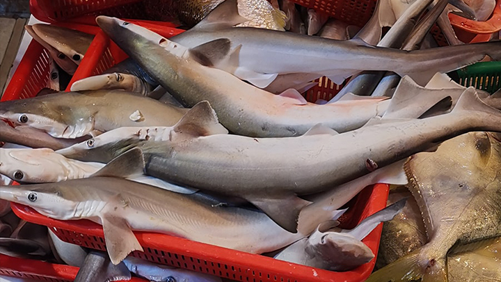 有网民分享在深水埗街市发现有鱼档贱卖「鲨鱼BB」，一大篮约8条仅售50元。