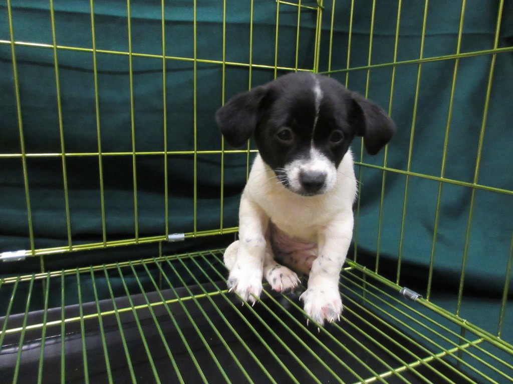 羅湖一名過關女子經斜孭袋走私活犬。海關圖片