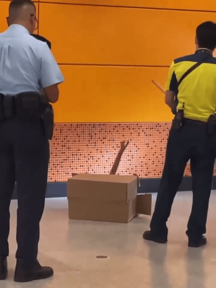 現場警員用電筒照向長蛇,以免長蛇不知所終。 現場警員用電筒照向長蛇,以免長蛇不知所終。