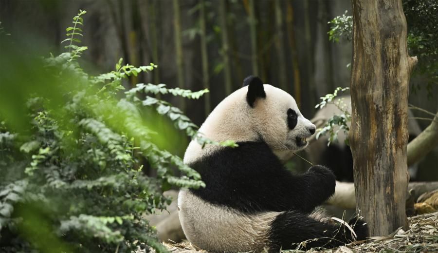 新加坡出生大熊貓叻叻據報今回國。 中新社