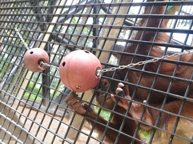 饲养员自制藏食球，在球内放入小食，吸引「反斗星」思考如何取食。政府新闻处图片