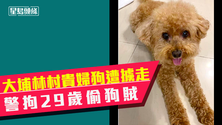 遭人抱走的貴婦狗在元朗尋回。警方提供相片