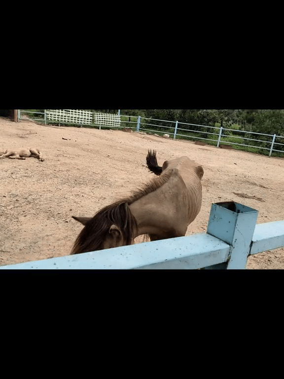 網傳該動物園的乳牛及馬瘦得「皮包骨」。