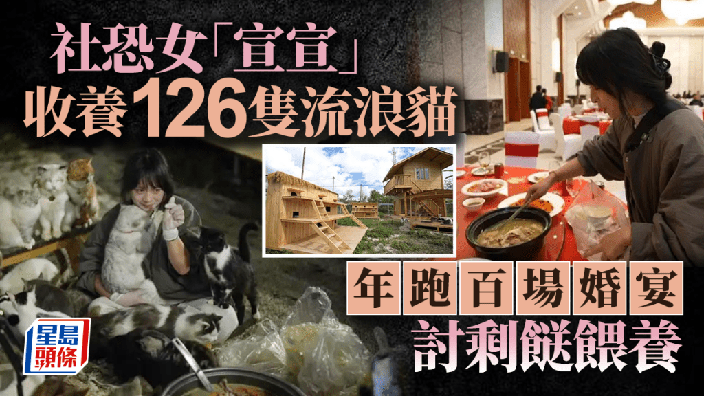 社恐女青收養126隻流浪貓  一年跑百場婚宴討剩餸