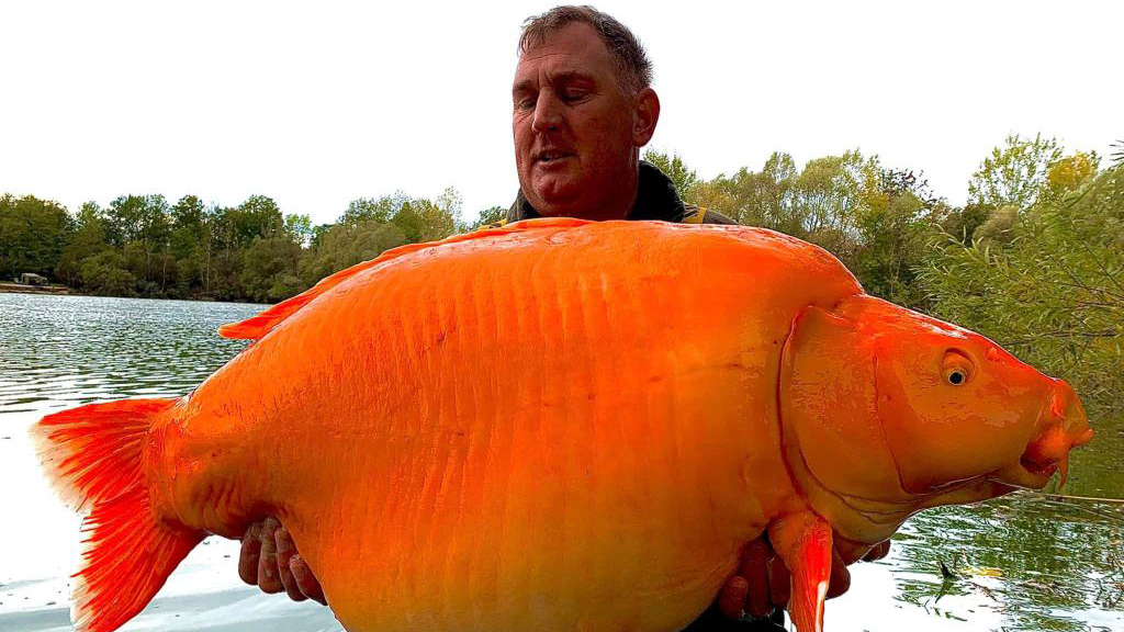 巨型金魚「紅蘿蔔」。 TWITTER片截圖