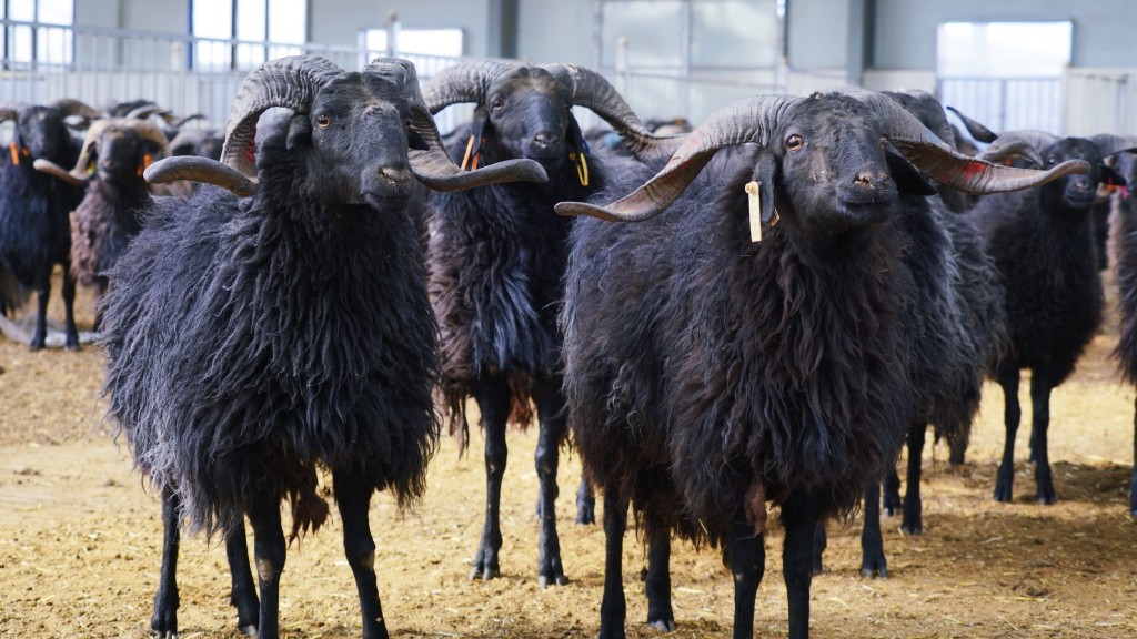 黑藏羊繁育中心內的黑藏羊。 中新社