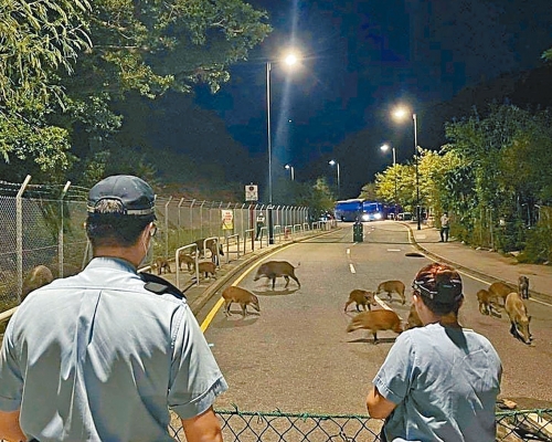 警方及漁護署以網欄包圍捕捉野豬避孕。