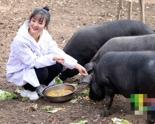 女大生深山養千頭黑豬。網圖