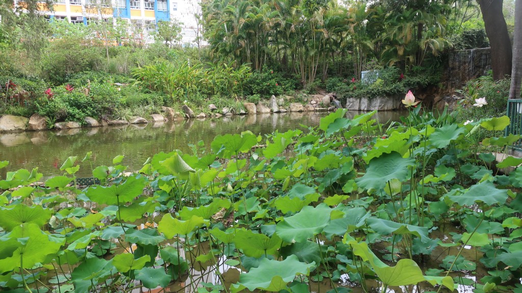 城門谷公園荷花。「康文賞花情報」截圖 城門谷公園荷花。「康文賞花情報」截圖