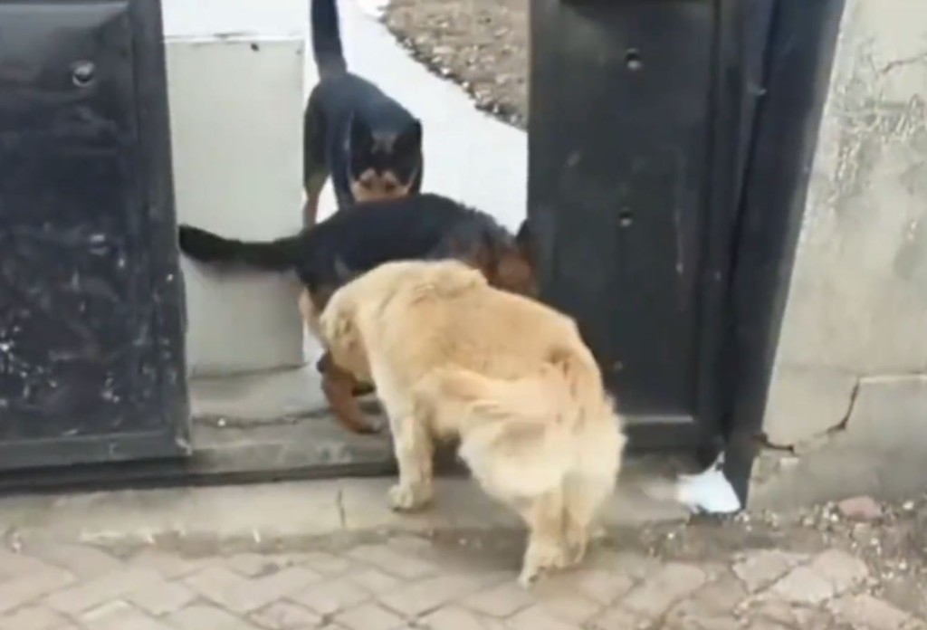 一度被偷走的狗狗已安全回到主人身边。抖音