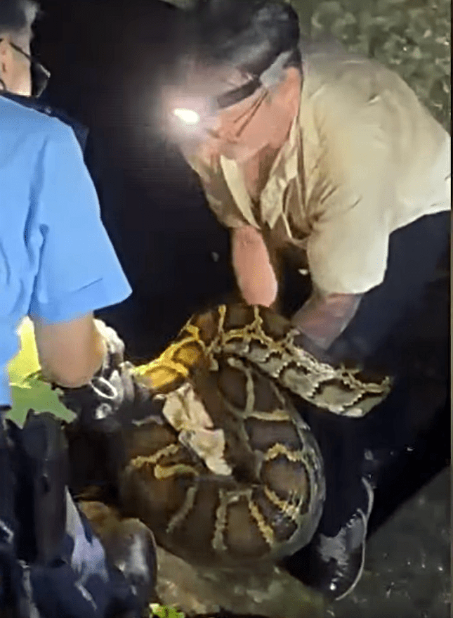 蟒蛇與警員及漁護署獸醫搏鬥過程。fb：新界地區生活連線