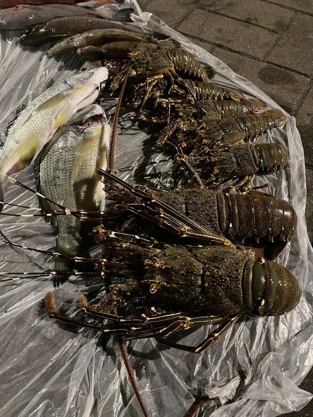 捕获逾10只大大小小的龙虾（图片来源：Facebook@日潜夜潜）