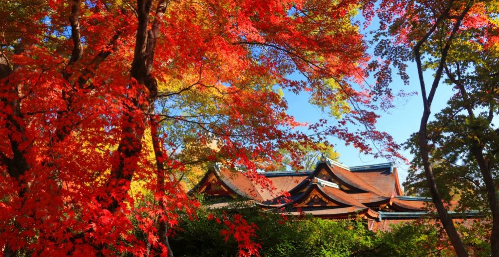 北野天滿宮的御土居紅葉苑，在紅葉季節景致動人。