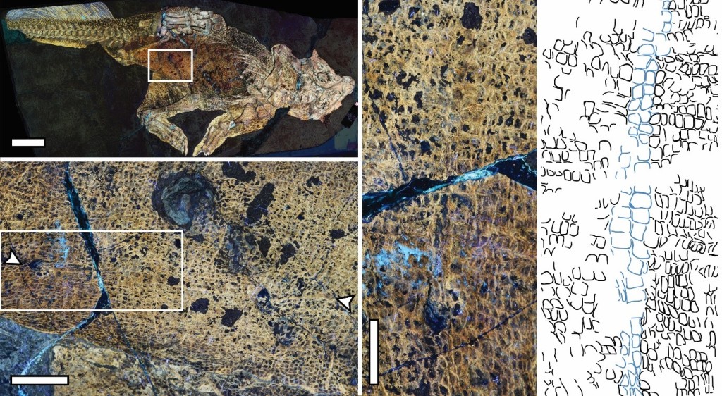 鸚鵡嘴龍的鐳射螢光成像顯示臍部疤痕的位置。(圖片提供：Bell et al. 2022)