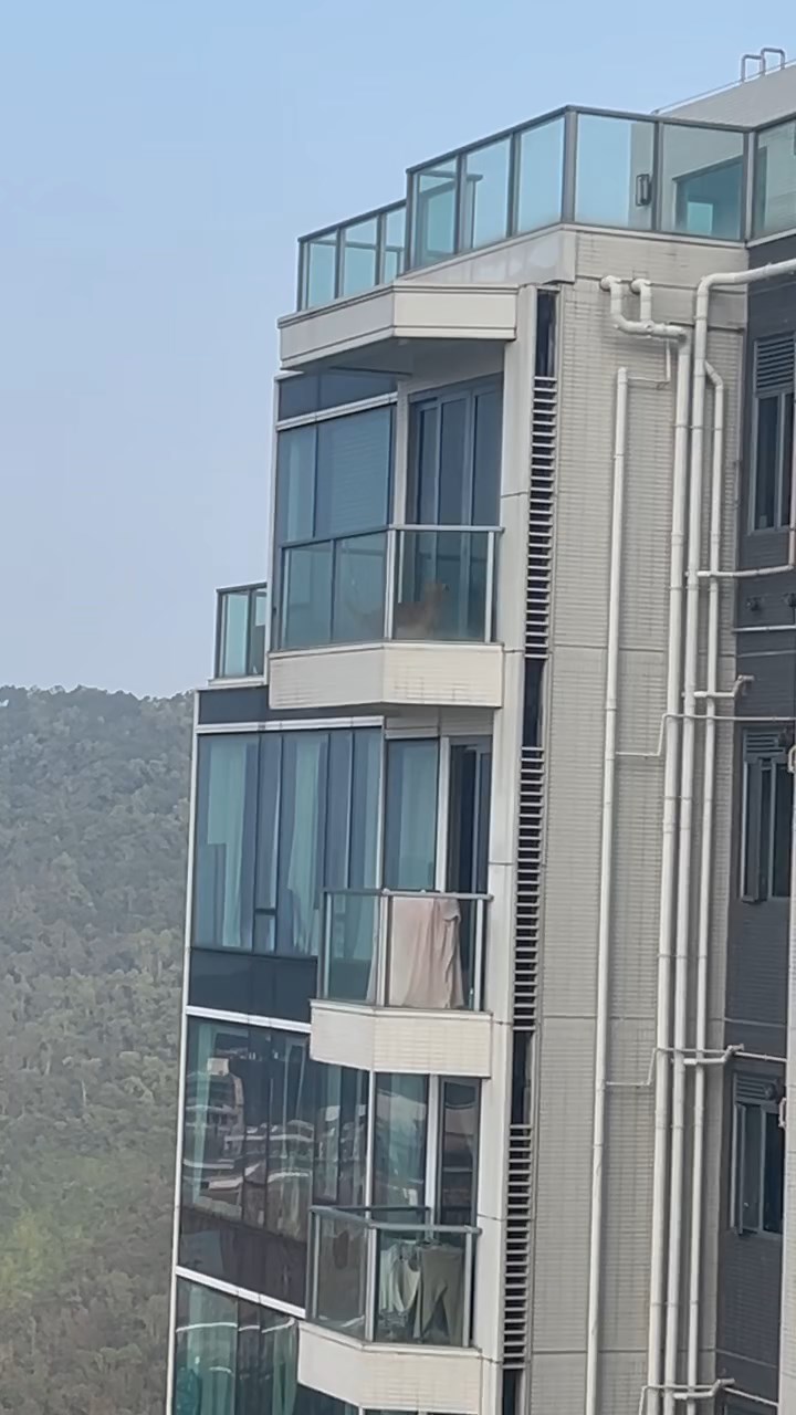 將軍澳日出康城有一隻金毛尋回犬被困在頂層單位的露台上,其間更被人用拖鞋打頭。threads@vkcl.v片段截圖 將軍澳日出康城有一隻金毛尋回犬被困在頂層單位的露台上,其間更被人用拖鞋打頭。threads@vkcl.v片段截圖