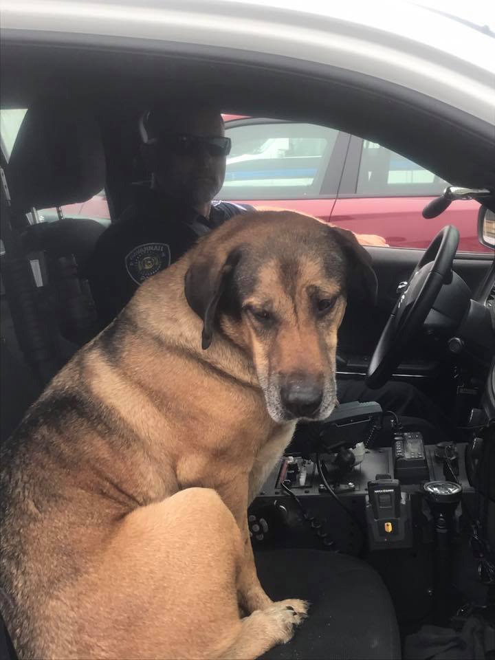 警犬会陪同警员进行任务。图为另一警犬。（Facebook@Savannah Missouri Police Department）