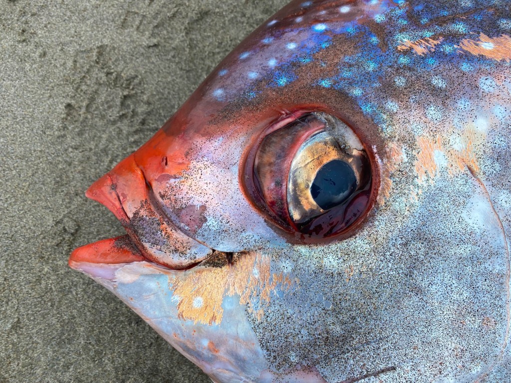Seaside Aquarium Facebook圖片