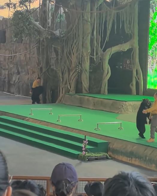 杭州有動物園的黑熊表演途中發狂，攻擊飼養員。微博