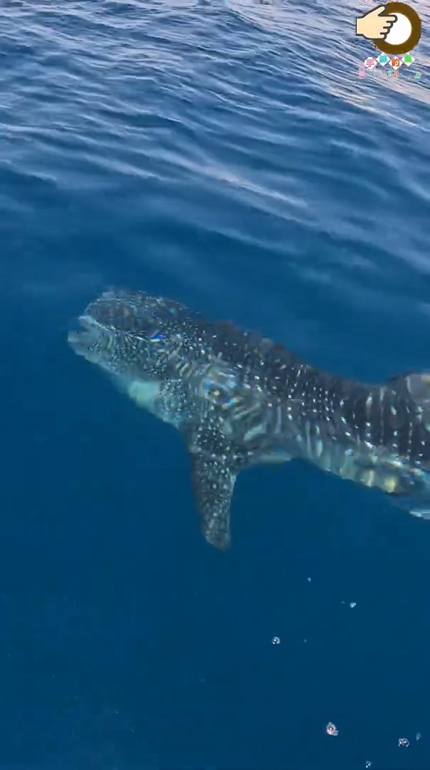 一条身长近两米的鲸鲨于果洲群岛一带的水域出现。片段截图