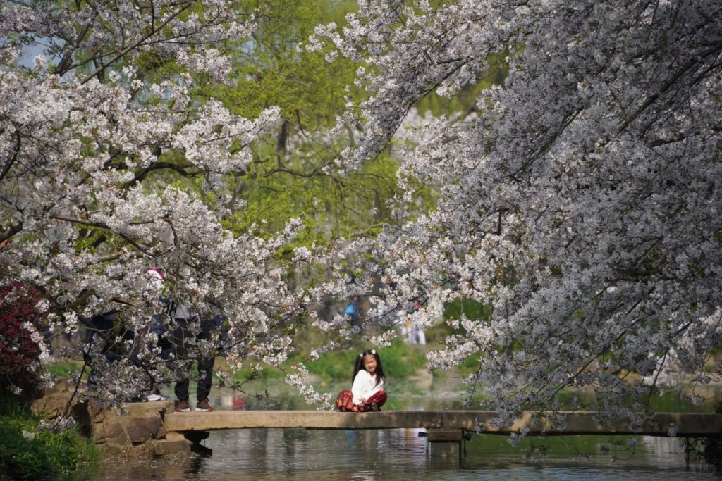 江苏无锡鼋头渚的樱花吸引大量游客。小红书