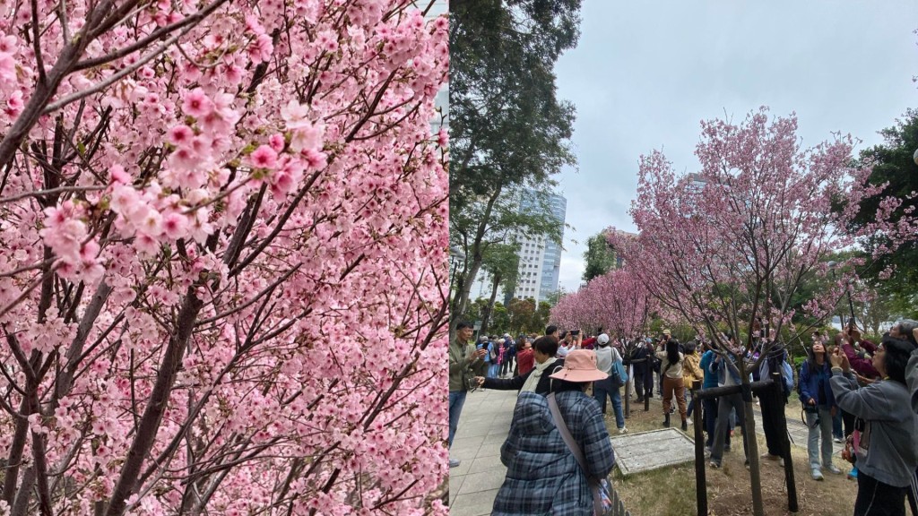 石門安景街櫻花打卡潮　「粉紅隧道」美景被指「櫻花又窄又少」　網民直呼：照騙啊師父
