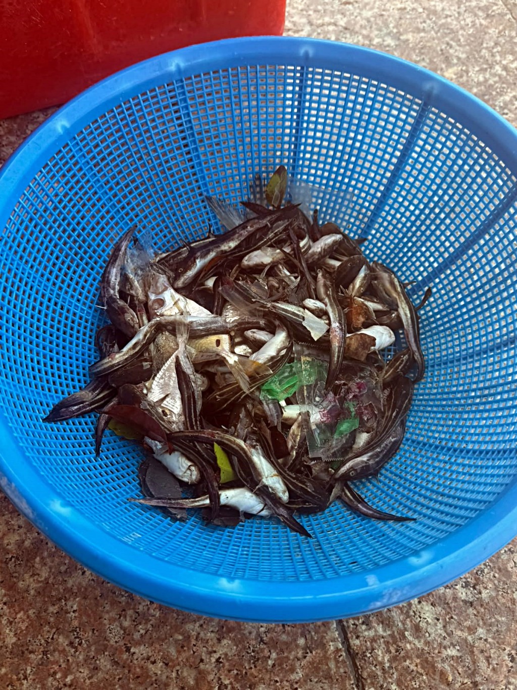 現場發現女事主的一堆魚穫。讀者提供 現場發現女事主的一堆魚穫。讀者提供