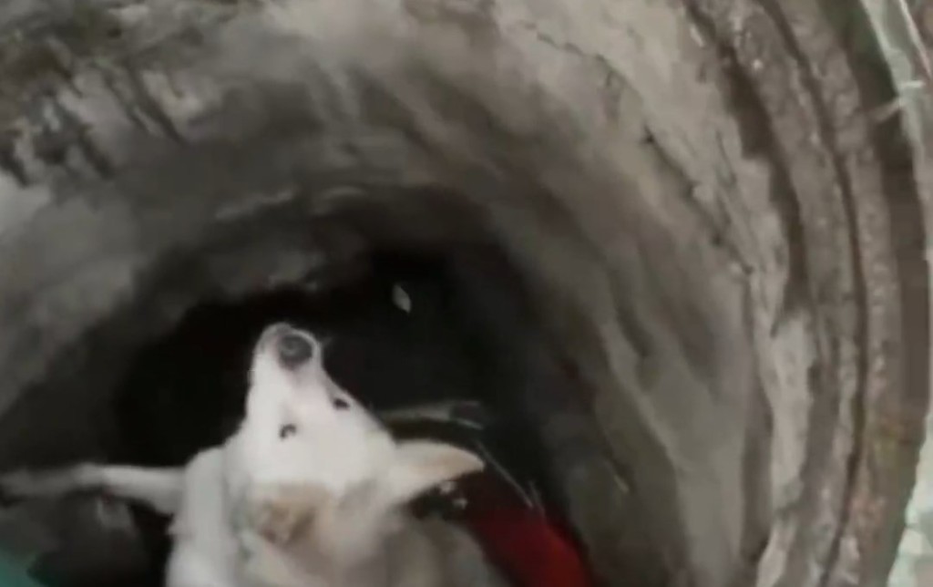 山東小狗跌落廢井3年,終成功獲救。抖音 山東小狗跌落廢井3年,終成功獲救。抖音