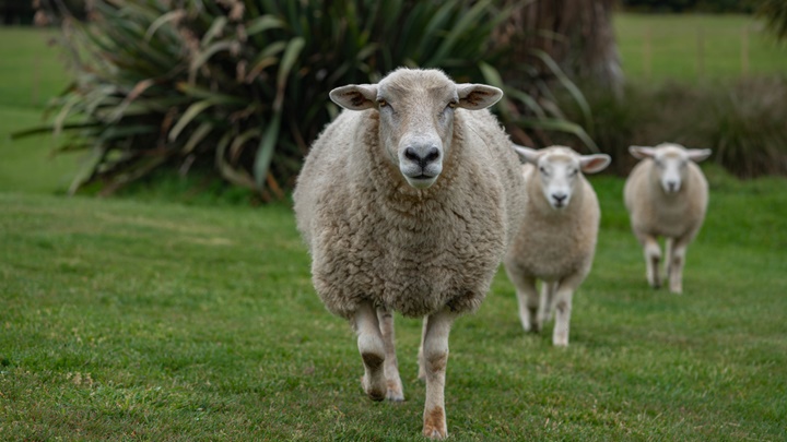 紐西蘭畜牧業所飼養牛和羊總數量，比全國人口還要多。iStock示意圖