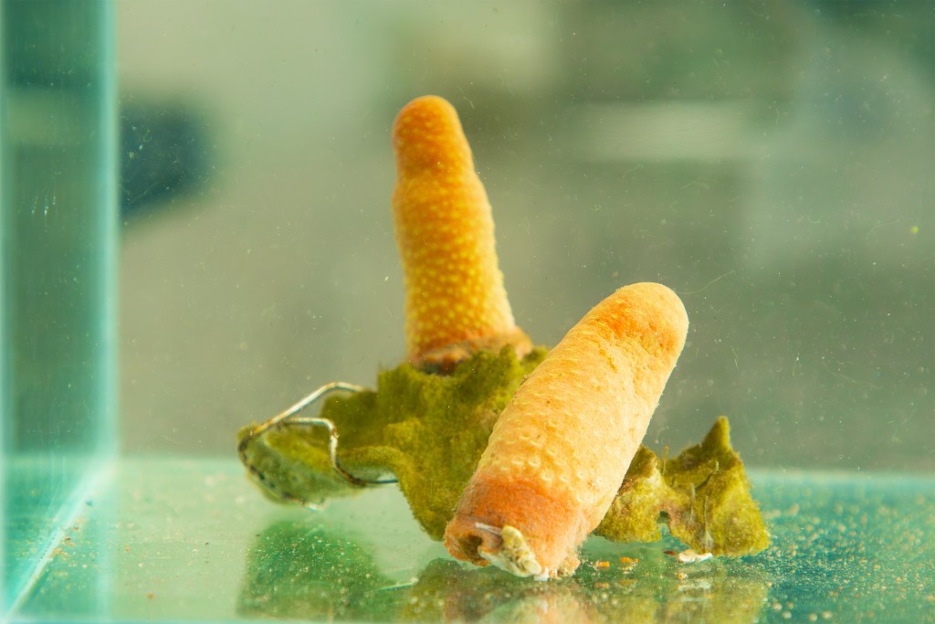 在實驗室的新珊瑚物種「膨大擬柱軟珊瑚」。浸大提供