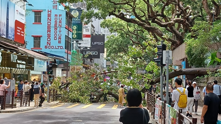 尖沙嘴海防道有大樹倒塌壓中車輛。網上圖片