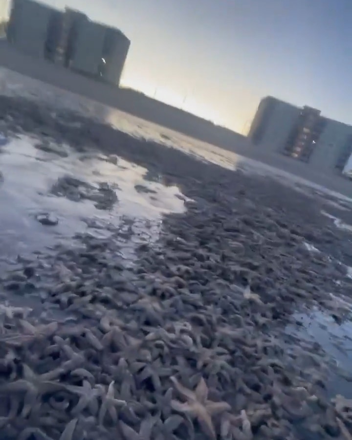 数以千计的海星被冲上海岸。图片来源：Facebook @ Fife jammer locations