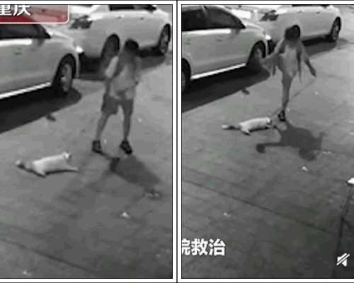 男童將店內的寵物貓用繩綁住拉出店外。網圖