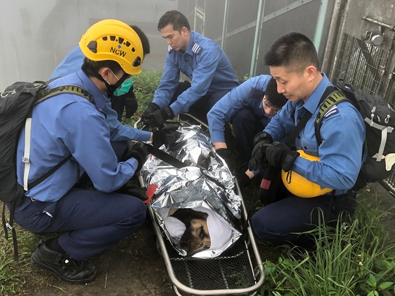 可憐高加索犬天寒地凍遭棄山頂，獲愛協拯救後仍不治離世。愛協Facebook