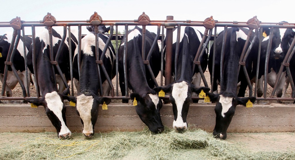 美國爆發乳牛染禽流感疫情，出現第3宗牛傳人病例。路透社