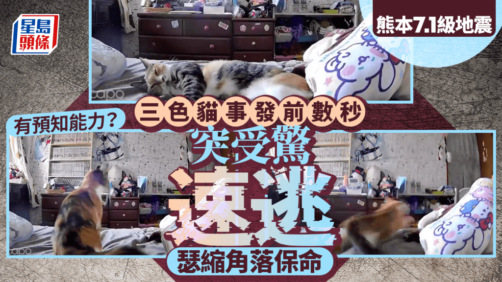 熊本地震｜預知地震？事發前數秒三色貓突受驚速逃 網民關心安危