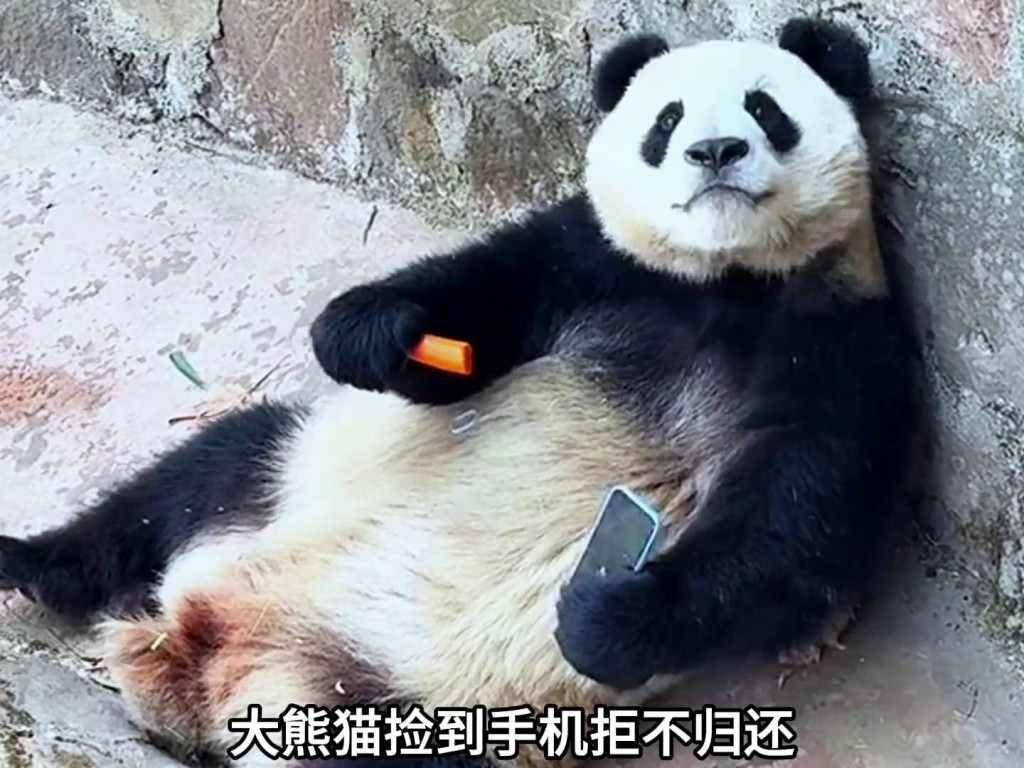 大熊貓一手拿手機，一手拿食物，樣子非常「得戚」。 