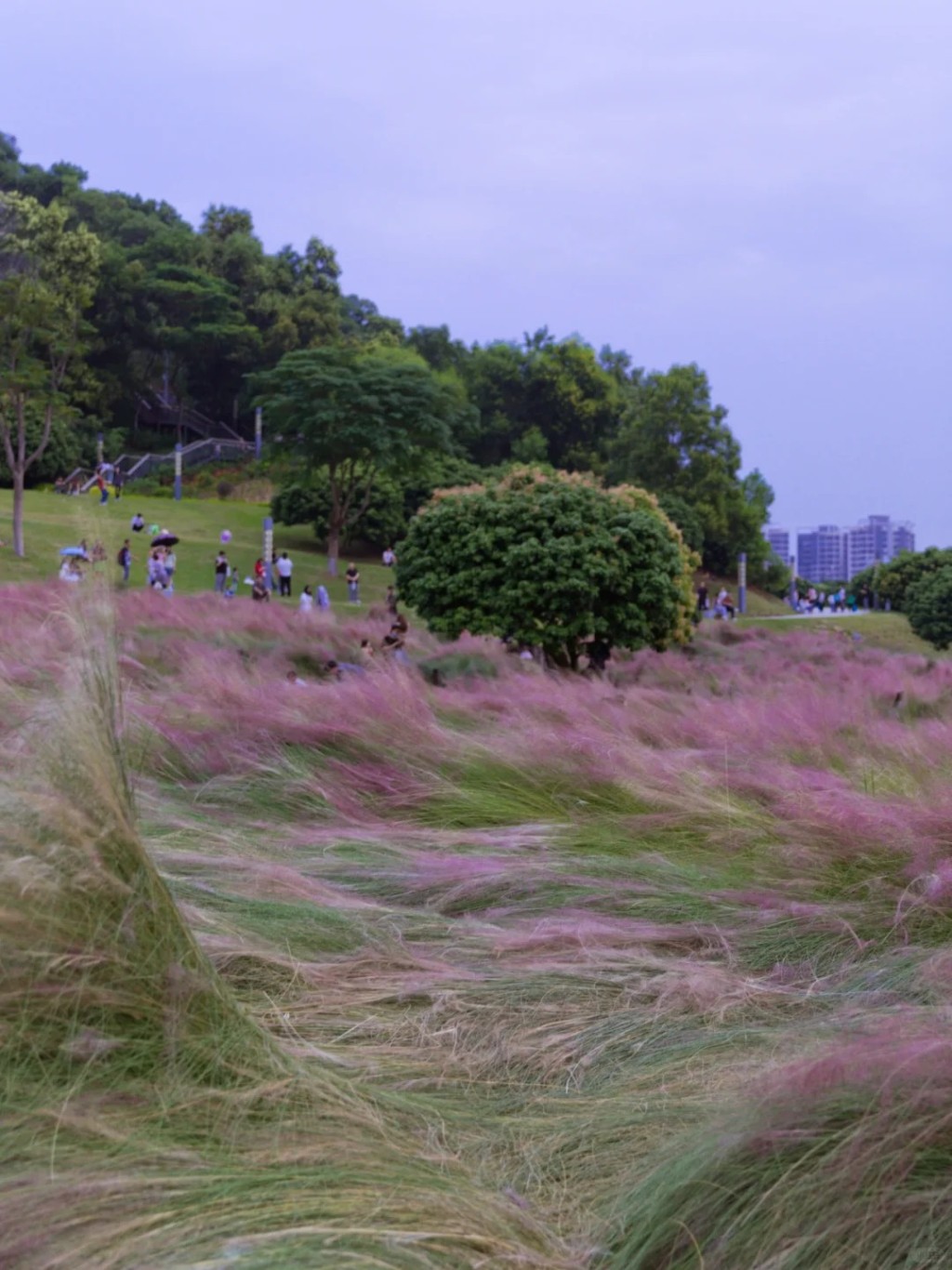 不過網民分享以往經驗。指紅花山公園內的粉紅芒草花期較後，要待至10月底至11月才前往可看到更多粉黛亂子草盛放。（圖片來源：小紅書@花腳猫summer）