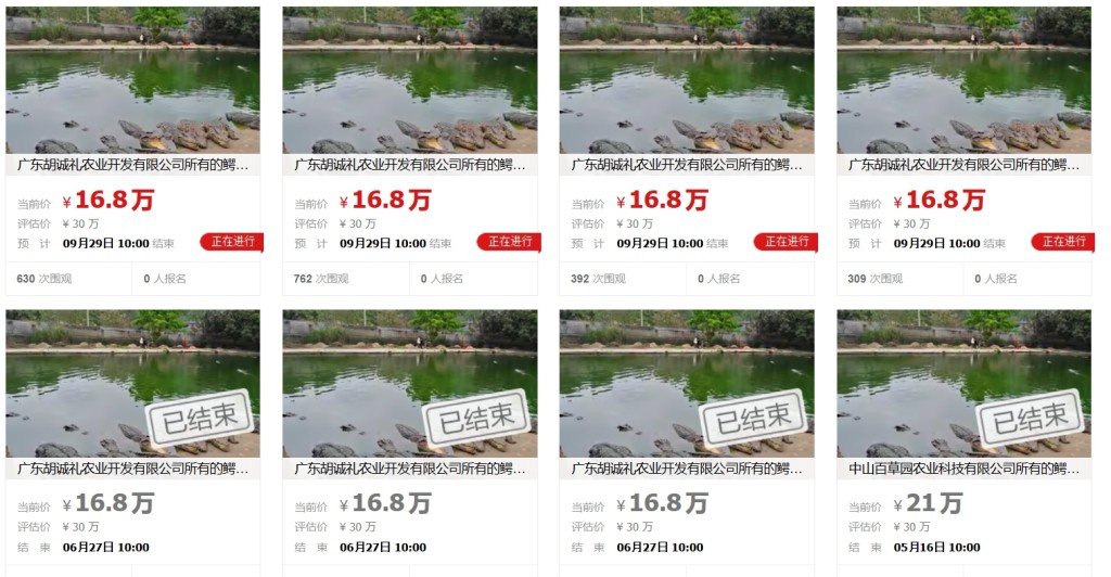 廣東法院拍賣一批活鱷魚，起拍價16.8萬元，此前已經「流拍」過。