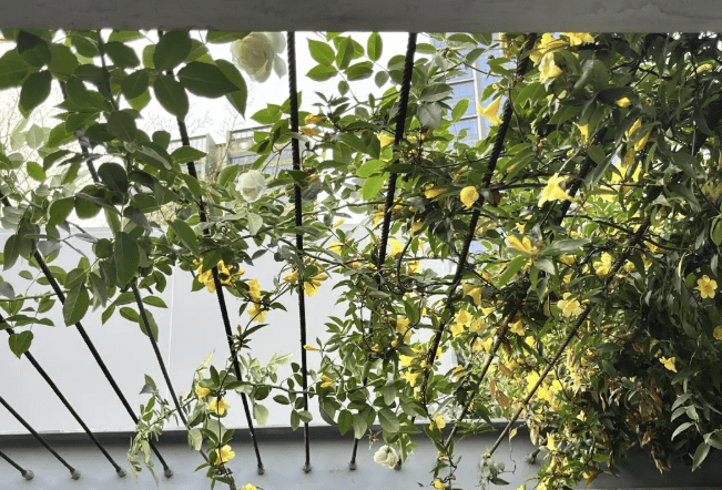 深圳福田區香蜜公園被發現有劇毒植物。(@深圳大件事)