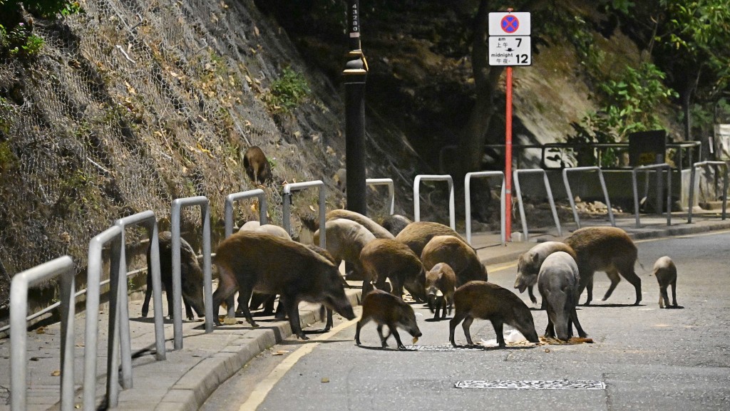 民主黨促請政府盡快恢復在野豬出沒地採取「捕捉、絕育、放回」的策略。資料圖片