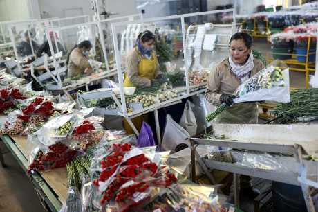  鲜花出口国哥伦比亚一家花厂员工在制作花束。路透社