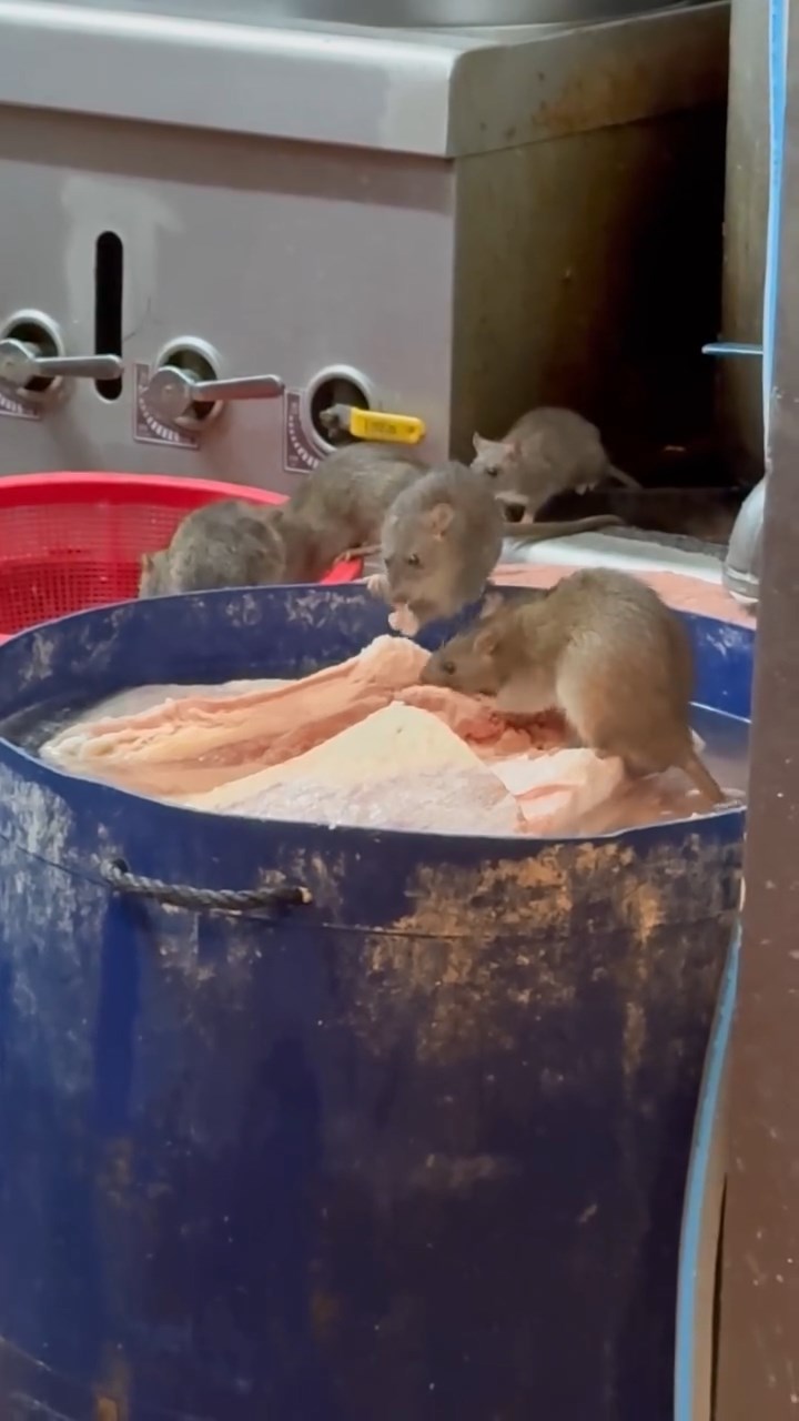 有網民上載一條影片，片中見到6隻老鼠進食桶內食材，大快朵頤。網上片段截圖