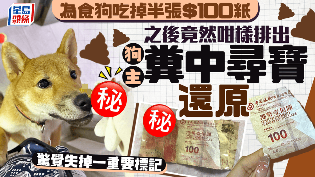 為食狗吃掉半張$100紙 之後竟然咁樣排出 狗主糞中尋寶還原 驚覺失掉一重要標記