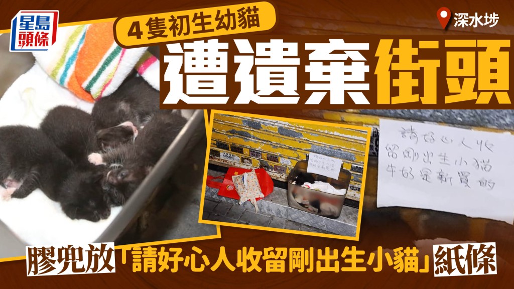 4初生幼貓遭遺棄深水埗街頭 膠兜放「請好心人收留」紙條 警列殘酷對待動物 