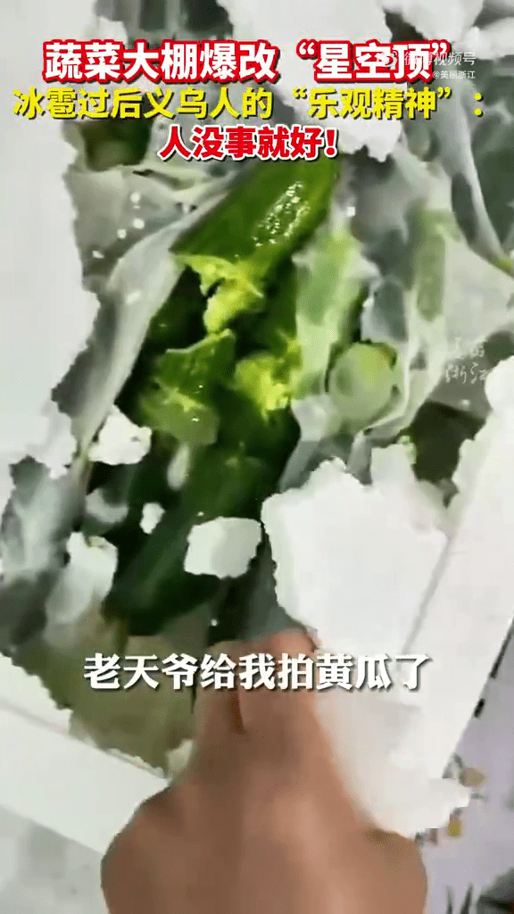 网民分享蔬菜大棚被冰雹「袭击」，幽默地指「老天爷给我拍黄瓜。」